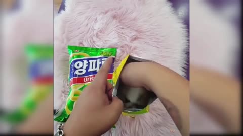 CUTE PUPPY FUNNY MOMENT VIDEO