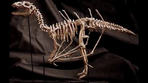 BODIES OF STRANGE CREATURES WERE FOUND IN THE BASEMENT OF AN OLD HOUSE