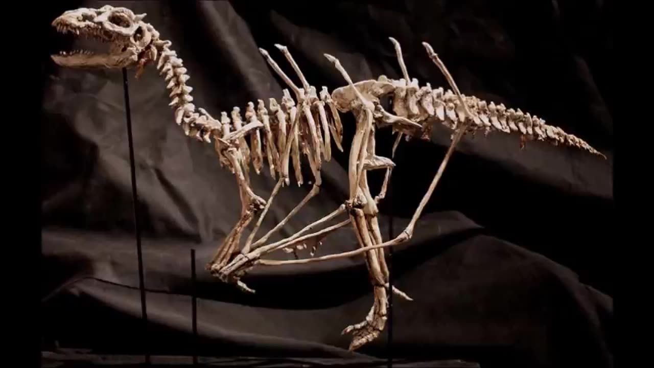 BODIES OF STRANGE CREATURES WERE FOUND IN THE BASEMENT OF AN OLD HOUSE