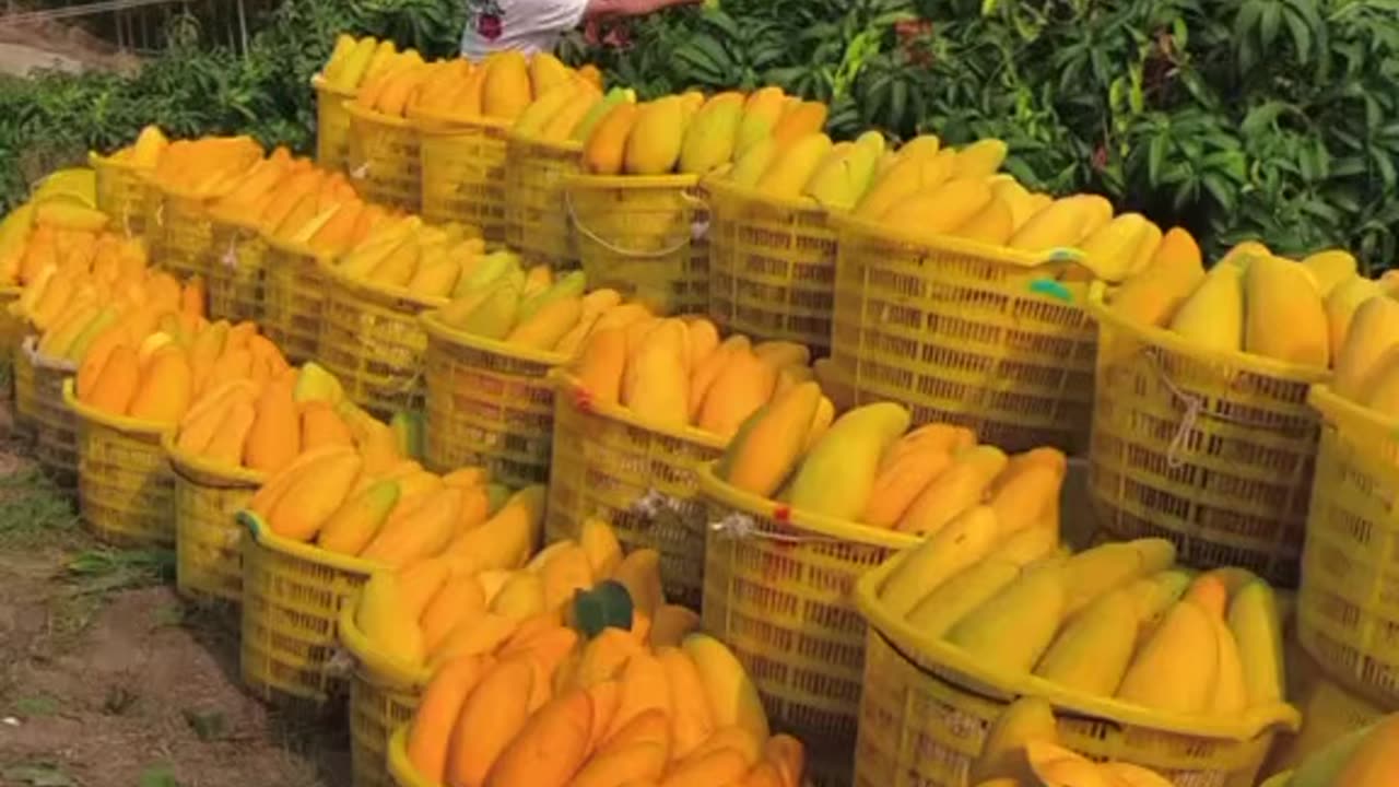 Mangoes of china 3