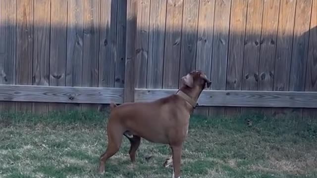 This is why Goose can't be outside alone..