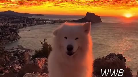 Sunset Enjoying by Cute Doggy