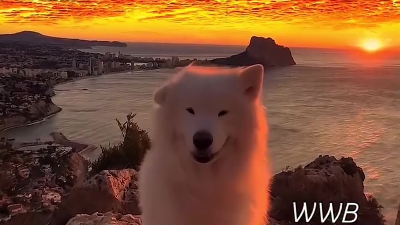 Sunset Enjoying by Cute Doggy