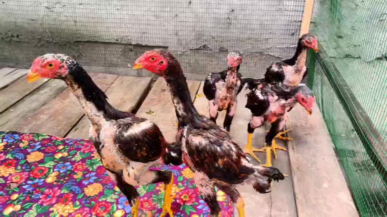 Young fighting cocks