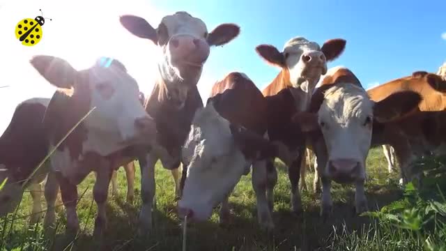 Cow funny & Dancing videos