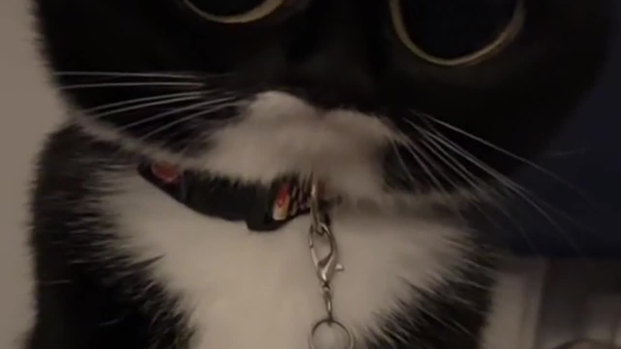 CAT CONFUSE MOMENT