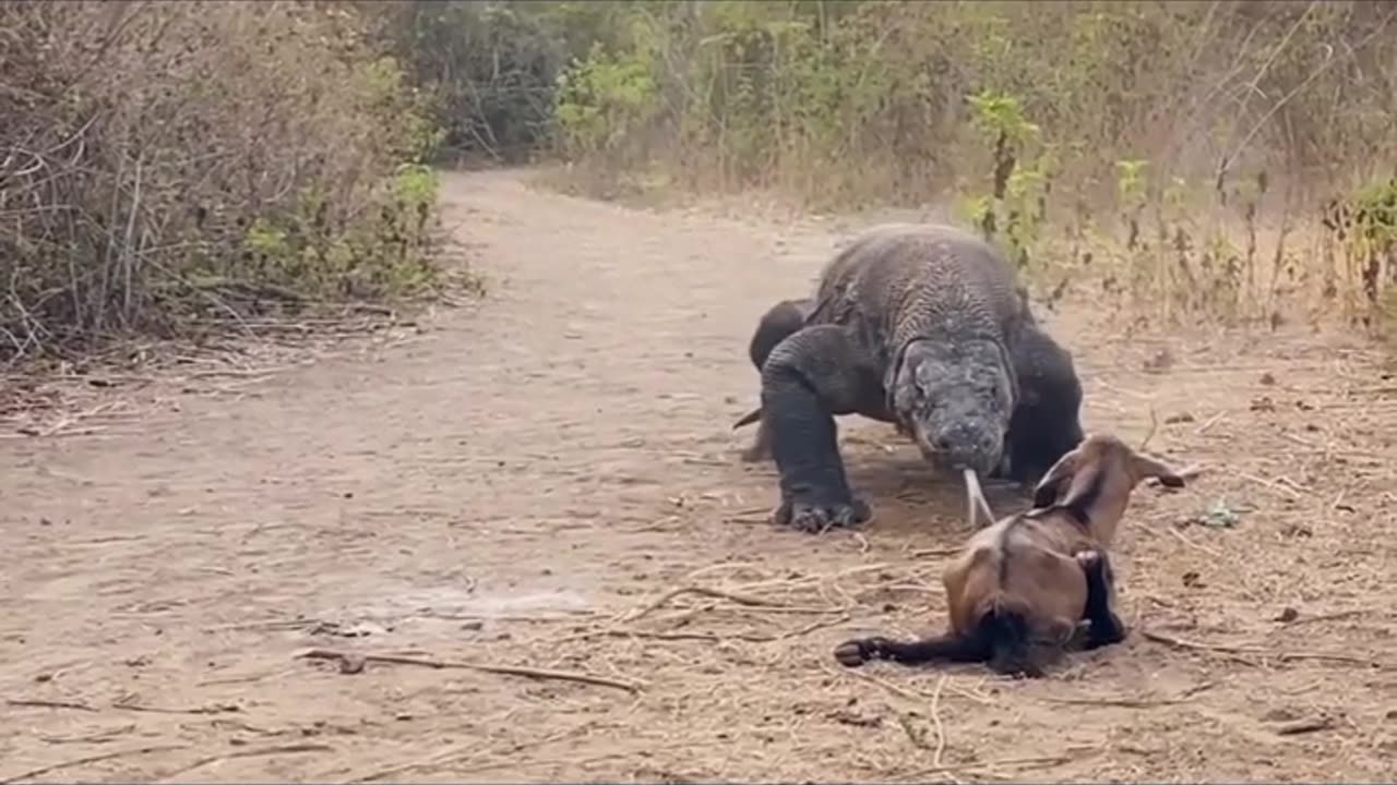 Komodo dragon be coming for lunch