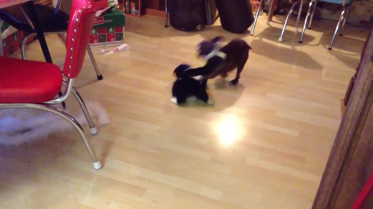 Epic battle between Boston Terrier and Manx cat