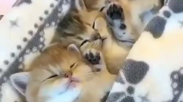 Sleeping cats