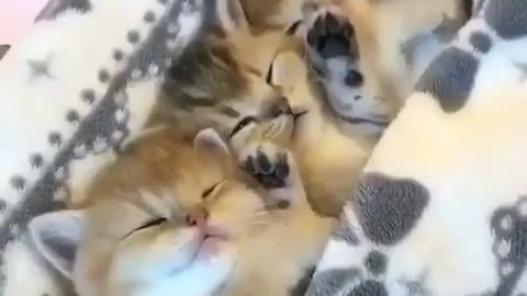 Sleeping cats