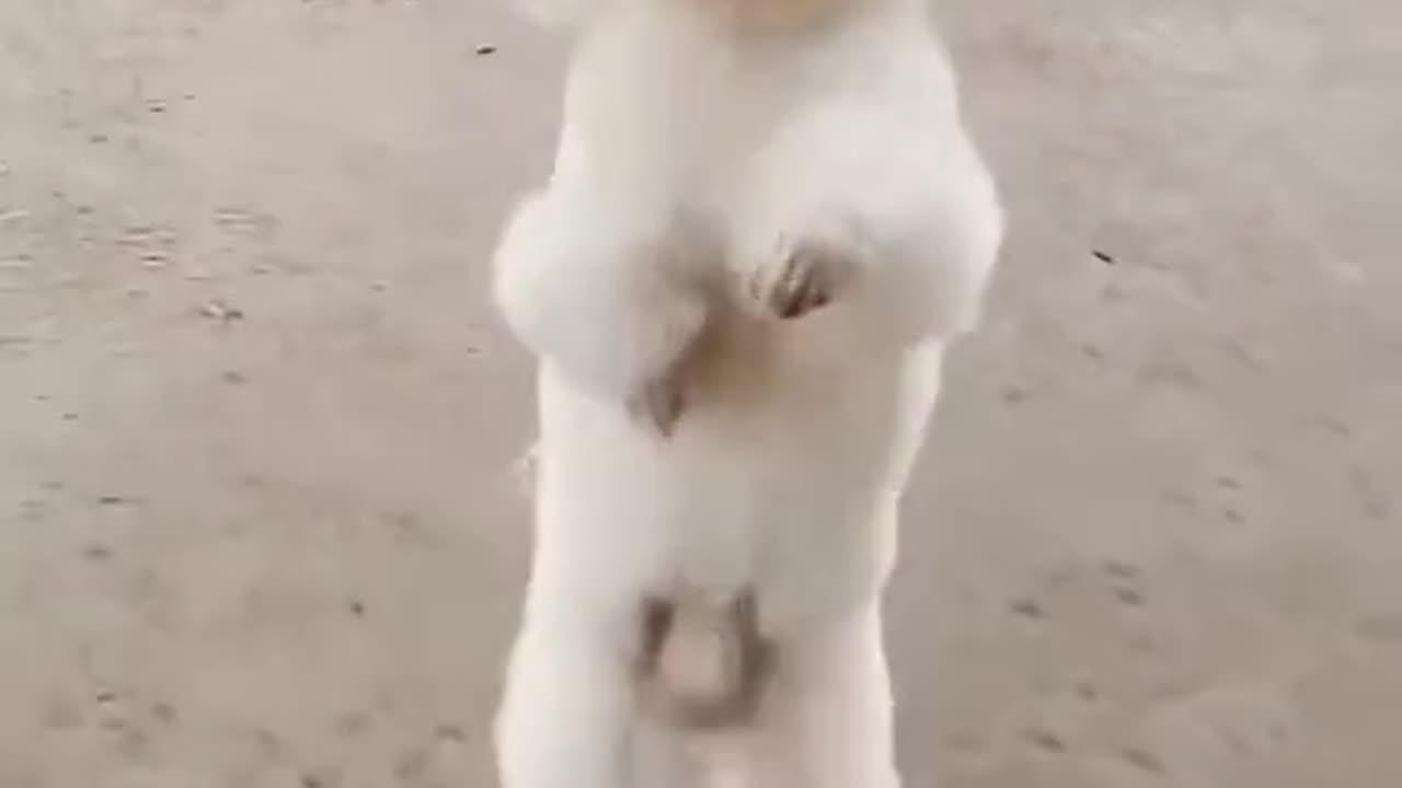 Funny animal dog video