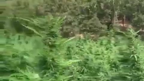 for some it's heaven on earth