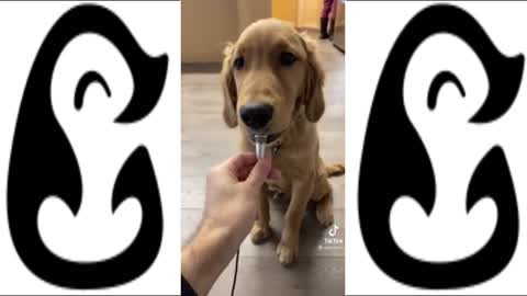 FUNNIEST DOGGOS OF 2022 - CUTE DOGS FOUND ON TIKTOK