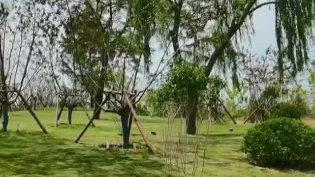green space