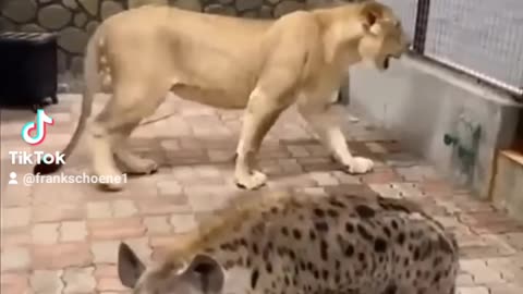 lion vs hyena