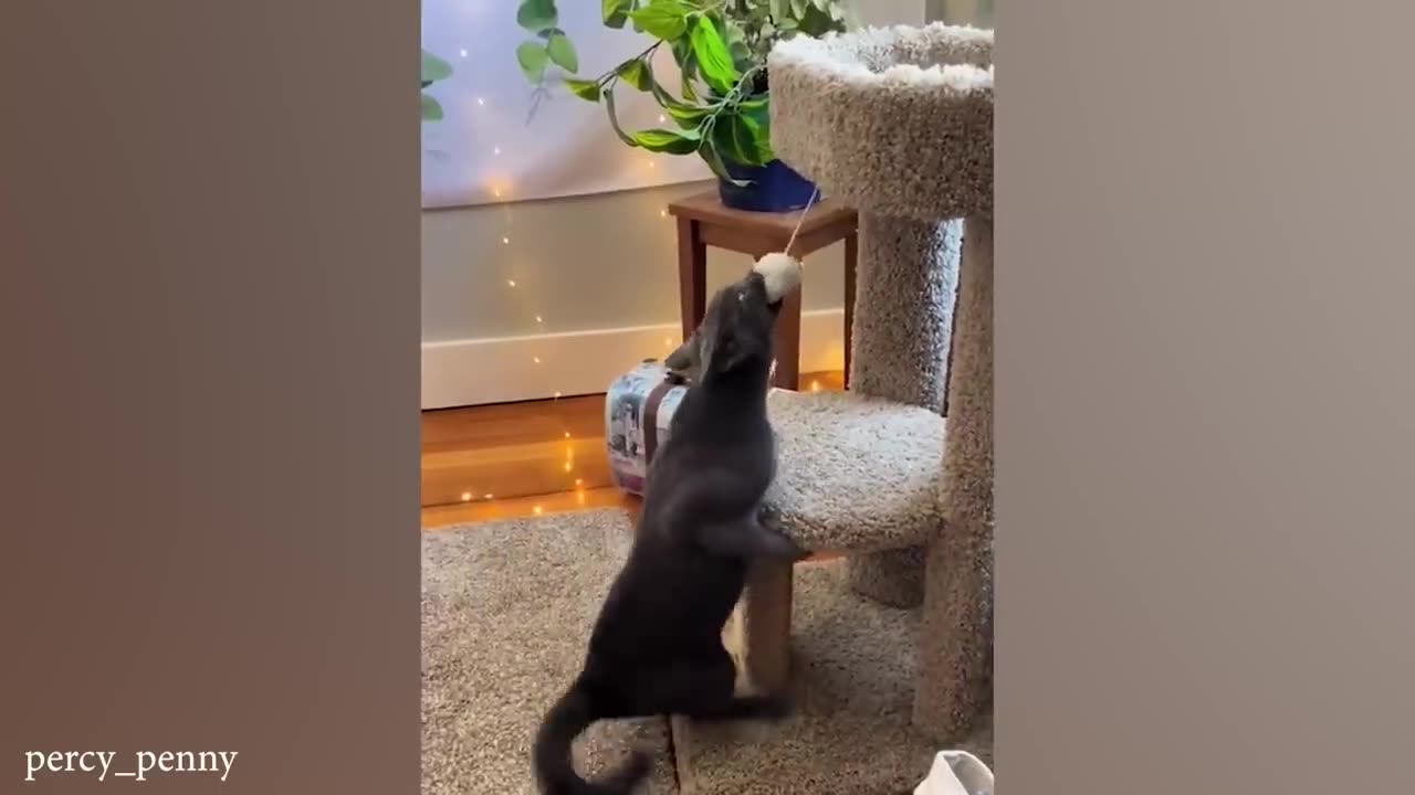 funny cat videos memes