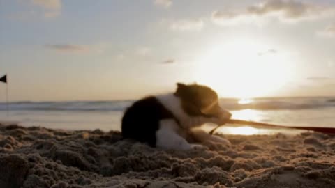 Cute Dog Playing At The Beach🌞🏝️🏖️