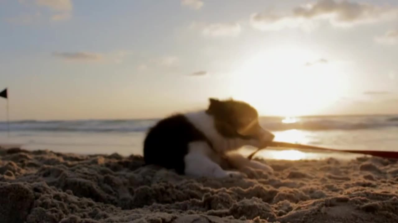 Cute Dog Playing At The Beach🌞🏝️🏖️