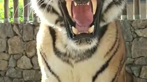 Tiger roar