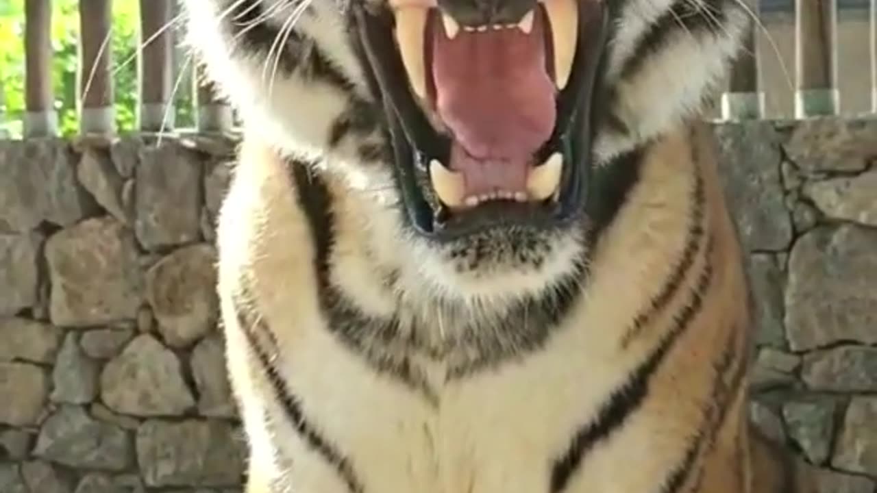 Tiger roar