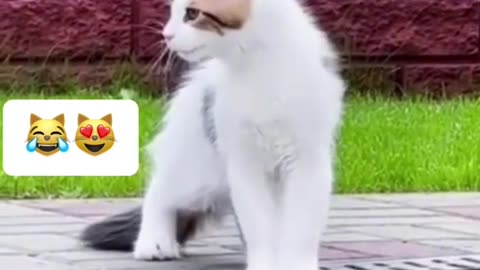 Funny cats
