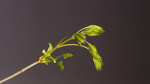 [4K] Time-Lapse_ Bud Sprouts Flower Leaf