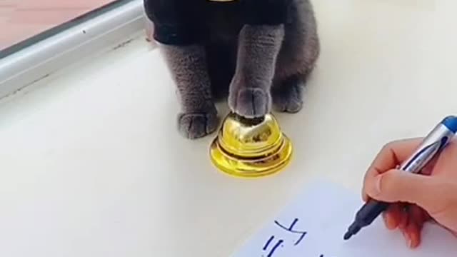 This cat is solving math