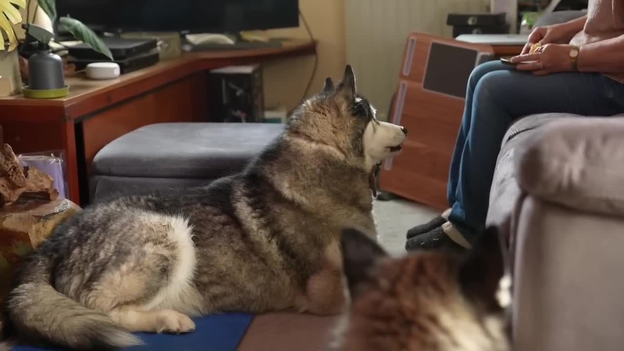 Husky Arguing With My Mum! He Doesn't Want to Share!