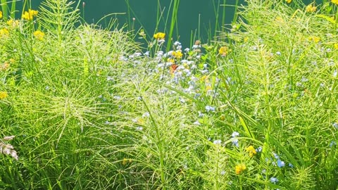 Anisoptera, Horsetail (Equisetum), and a butterfly too