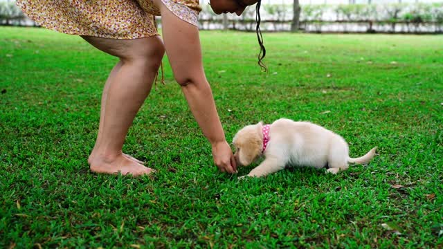 Golden Retriever Puppy Feeding Day