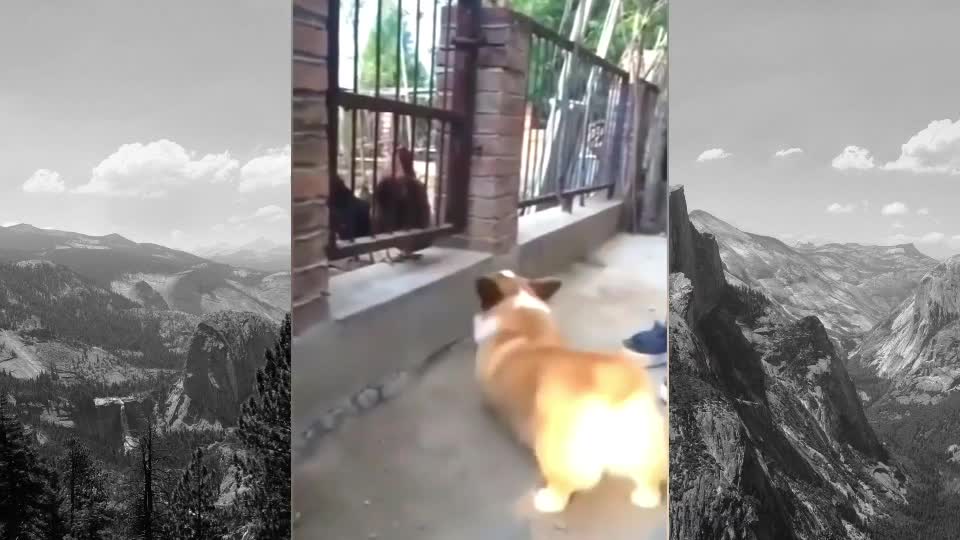 Chicken Vs Dog Fight😂