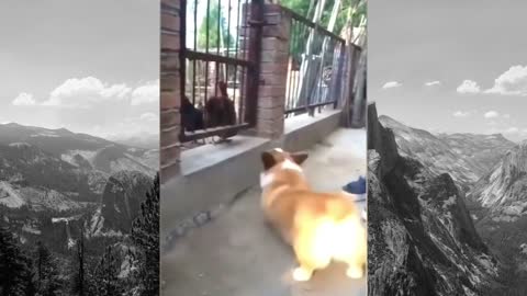 Chicken Vs Dog Fight😂