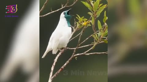 Rare smoking bird