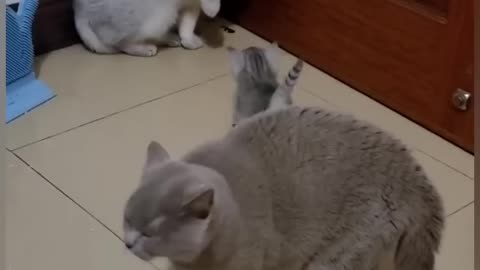 Funny cats