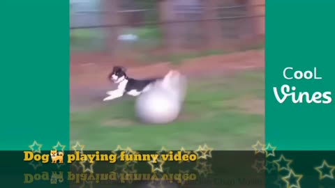 Dog 🐕 playing in park funny video