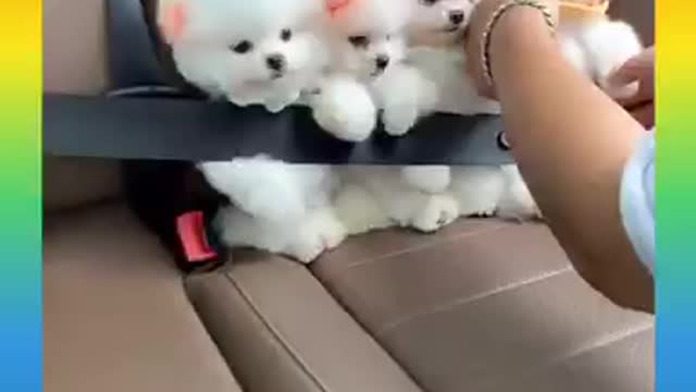 Cute puppies😍