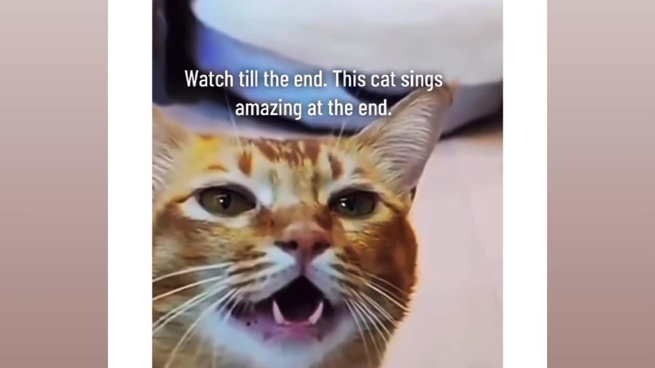 "Incredible Cat Sings Like a Superstar! 🎤🐱