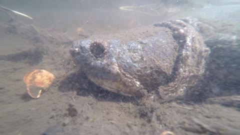 Huge Turtle