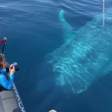 100 foot long BLUE WHALE passes underneath a boat full of people.