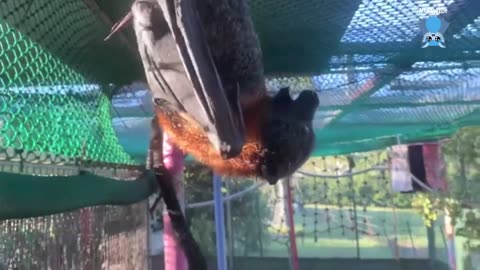 Rescuing a flying-fox stuck under fruit netting this is Fennel