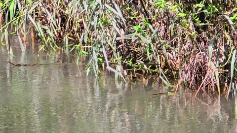 Blue dragonflies on a riverbank / beautiful blue insects by the river.