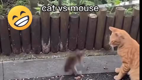 Tom and Jerry funny