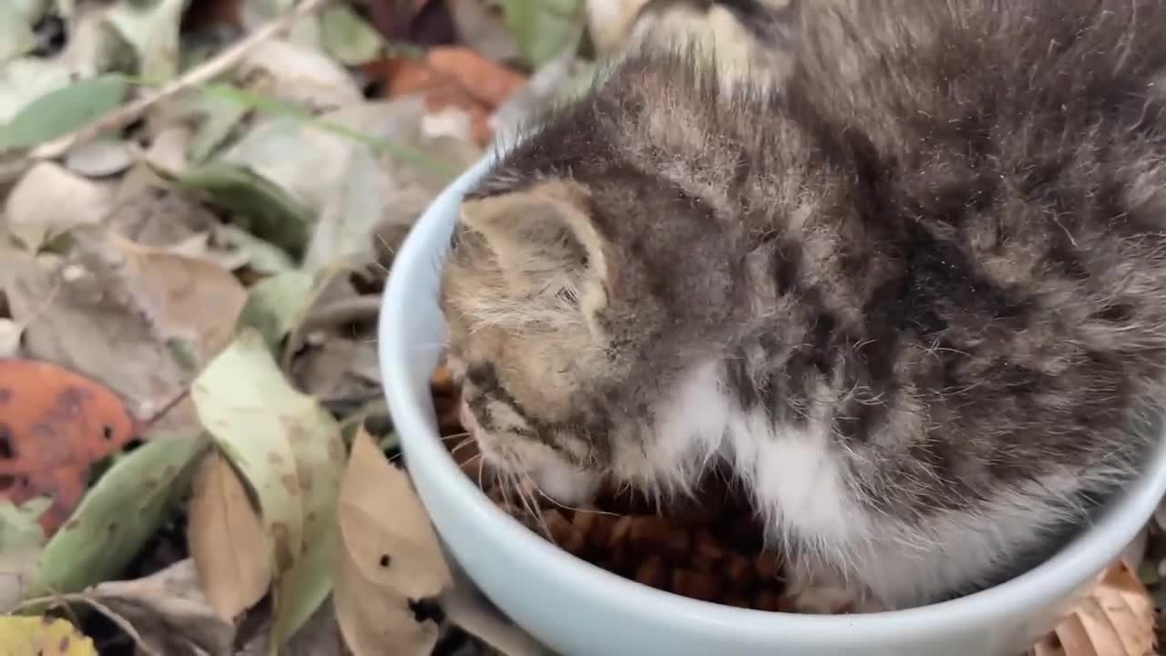 Siberian cat does back flips when instructed