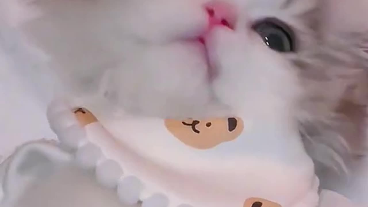 What a cute cat