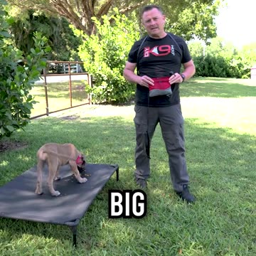 Cane Corso Puppy Recall