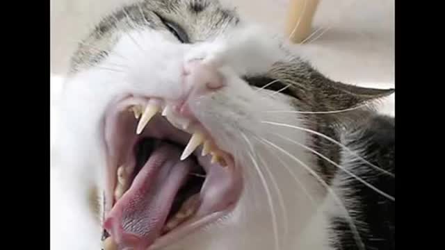 Cat sound | cat voice | cat funny videos