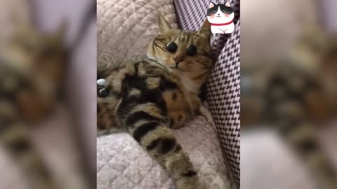 Cute and Funny Cat Video-baby cats