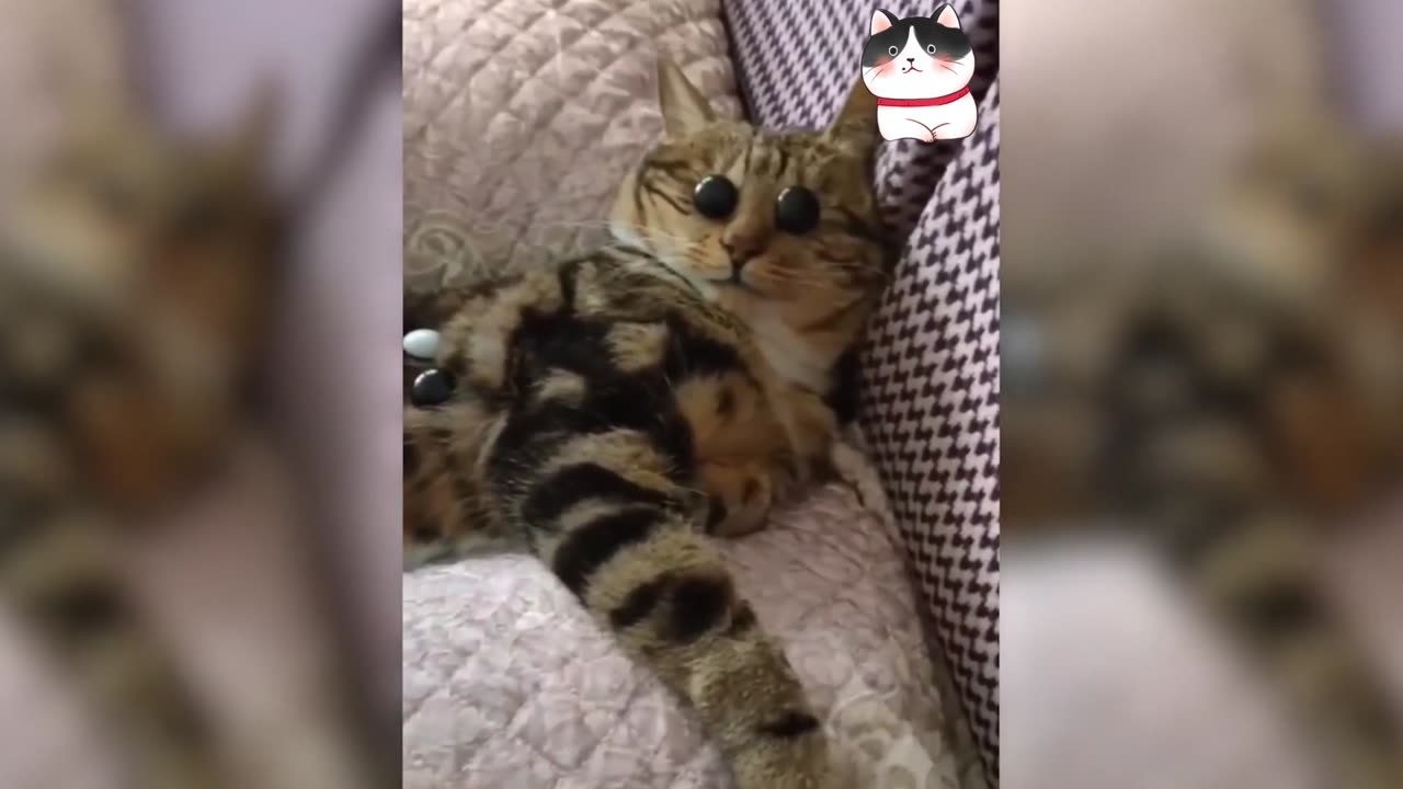 Cute and Funny Cat Video-baby cats