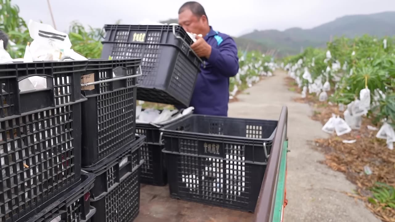 Irwin Mango Harvesting & Mango Drinks Making _ Taiwanese Food