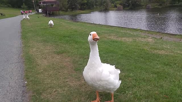 Sam the Flightless Goose Nearly Takes Off